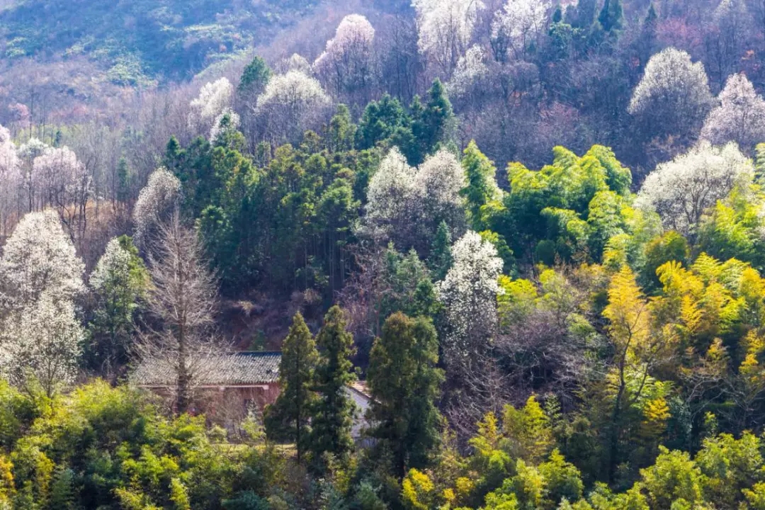 春遊江淮請您來丨向着紅土地的方向，春遊皖西